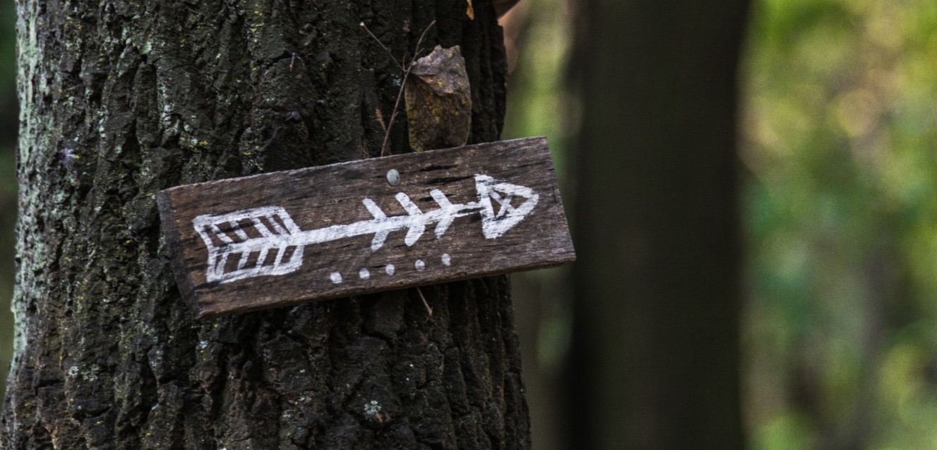 White arrow attached to tree trunk